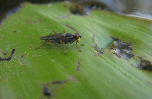 Hydromyza livens
