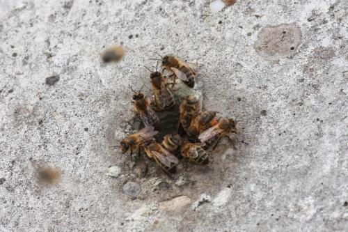 Apis mellifera