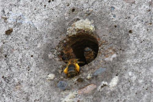 Apis mellifera