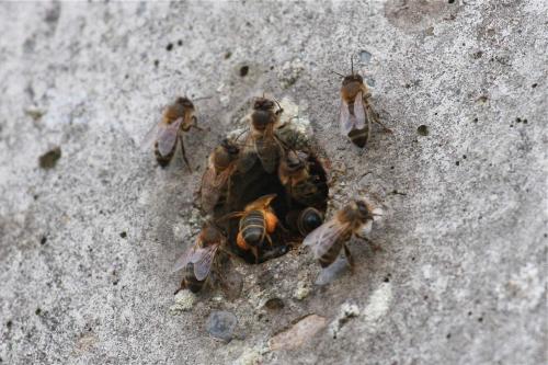 Apis mellifera