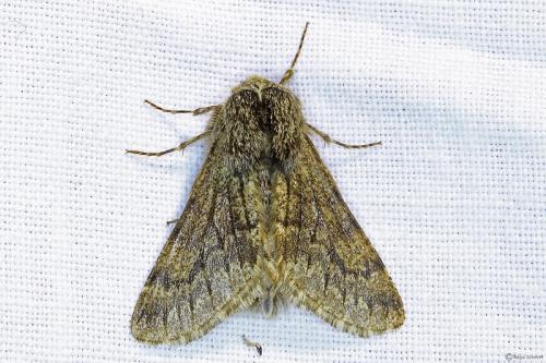 Réf. 98 823 : Apocheima hispidaria