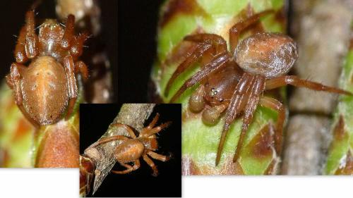 Araniella sp.