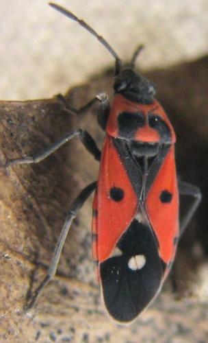 Melanocoryphus albomaculatus