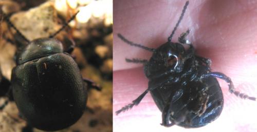 Timarcha goettingensis