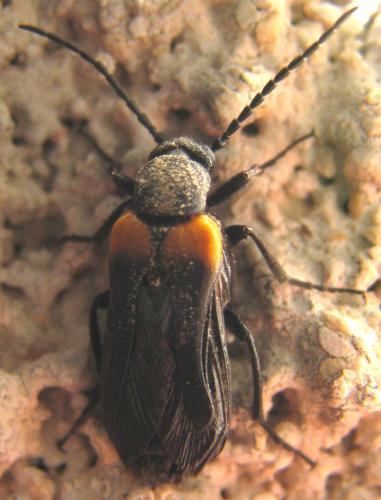 Sitaris muralis