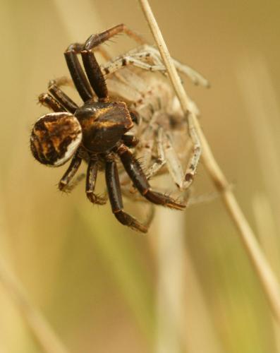 Xysticus sp.