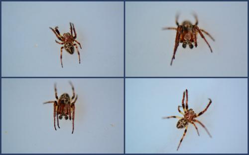 Larinioides cornutus