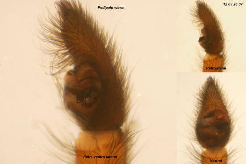 Arctosa fulvolineata