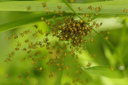 Réf. 98 136 : Araneus sp.