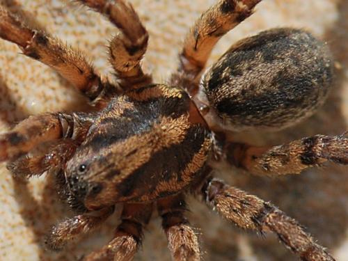 Arctosa personata