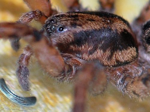 Arctosa personata
