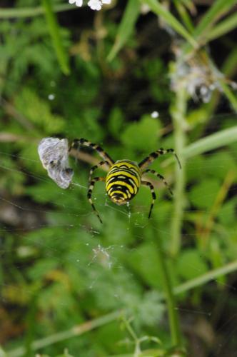 Argiope bruennichi