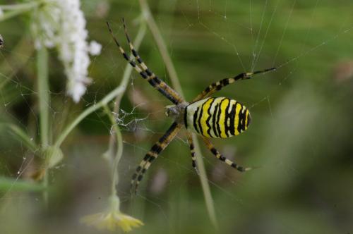 Réf. 98 123 : Argiope bruennichi