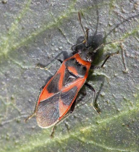 Réf. 98 014 : Arocatus sp.