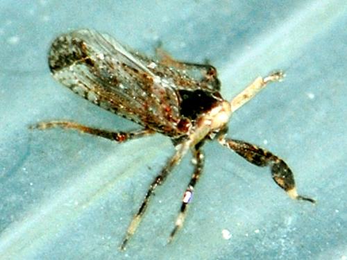 Réf. 98 007 : Asiraca clavicornis