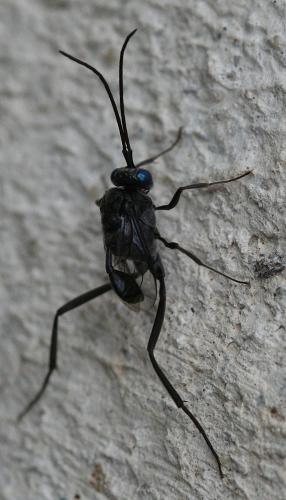 Evania appendigaster