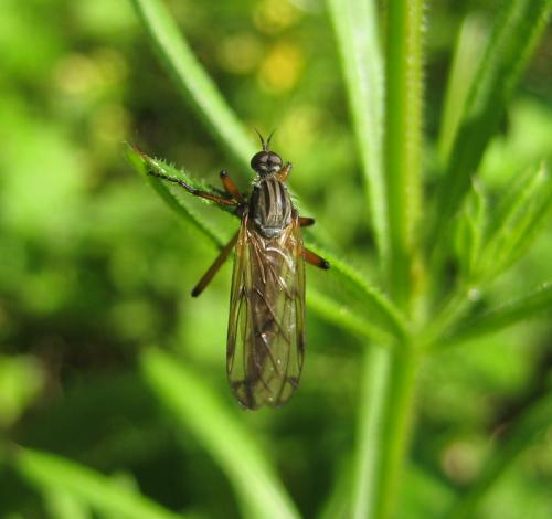 Empis sp.