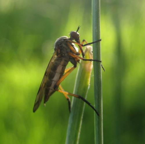Réf. 98 619 : Empis sp.