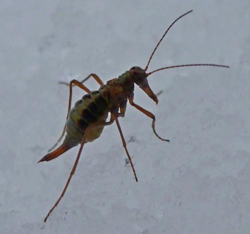 Boreus hyemalis
