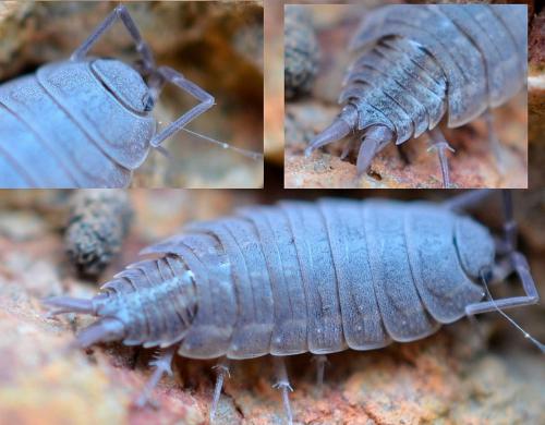 Réf. 98 757 : Porcellionides sexfasciatus