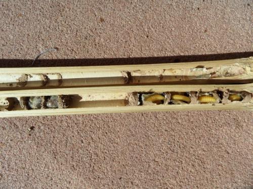 Osmia sp.