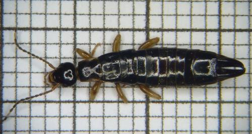 Euborellia annulipes
