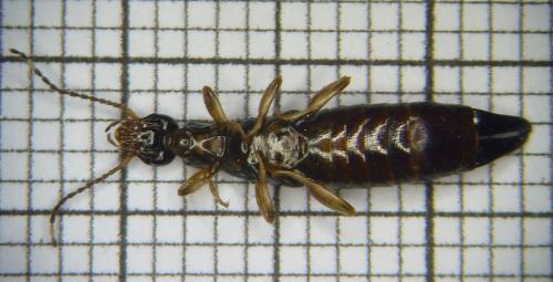 Euborellia annulipes