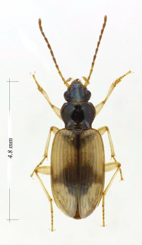 Bembidion cruciatum