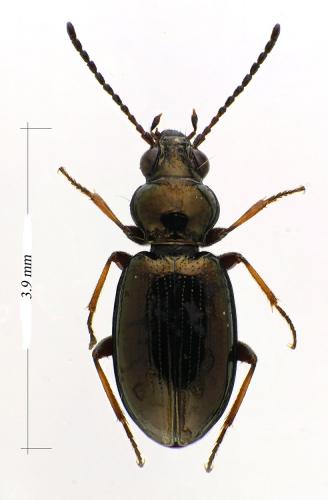 Bembidion sp.