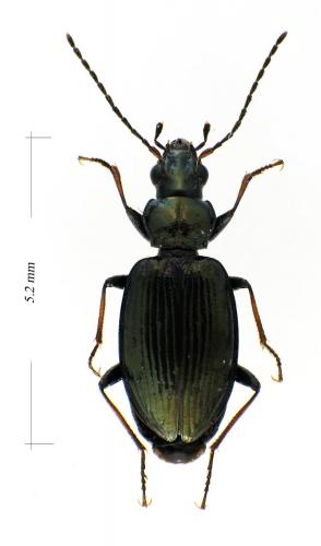 Bembidion geniculatum geniculatum