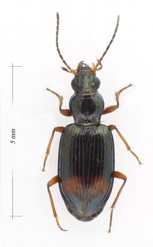 Bembidion modestum