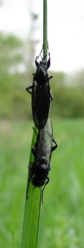 Bibio marci