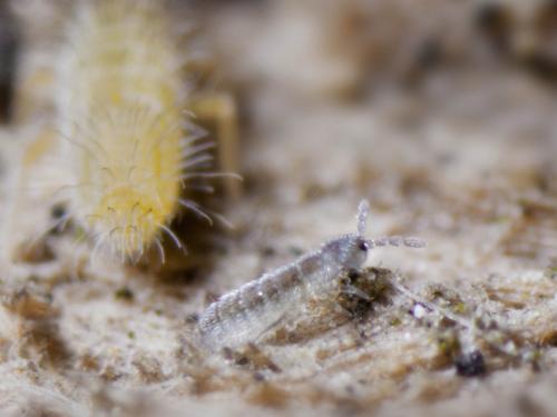 Cryptopygus thermophilus