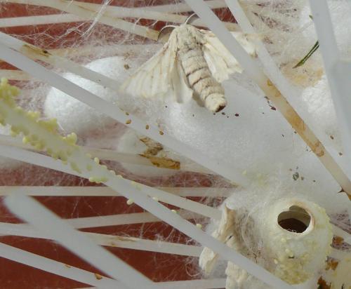Réf. 98 765 : Bombyx mori