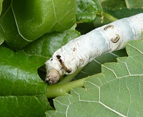 Réf. 98 768 : Bombyx mori
