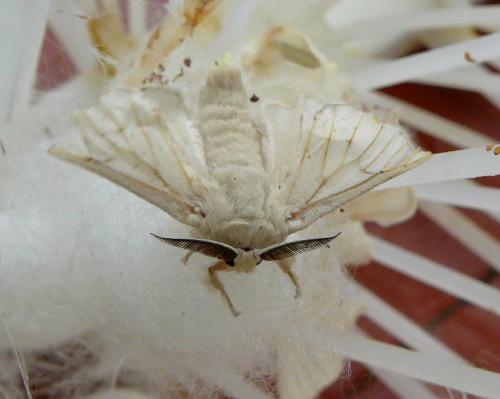 Réf. 98 770 : Bombyx mori