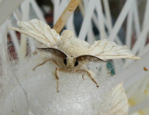 Réf. 98 771 : Bombyx mori