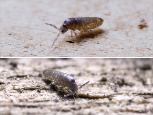 Lepidocyrtus curvicollis