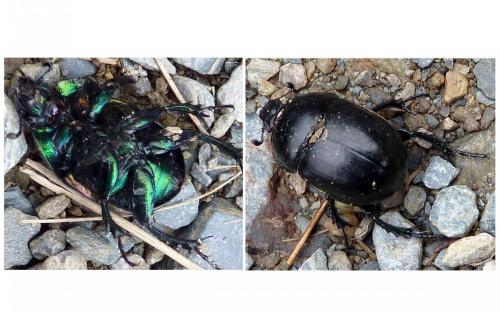 Réf. 98 000 : Trypocopris vernalis