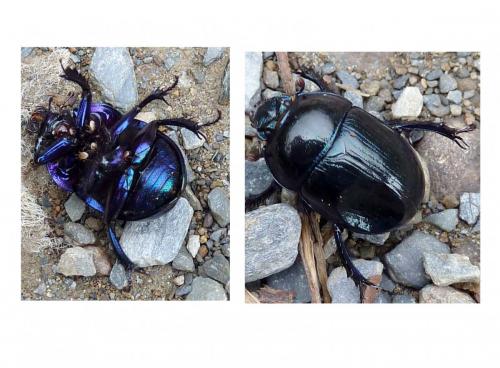 Anoplotrupes stercorosus