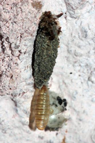 Dahlica sp.