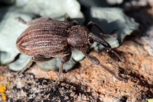 Hypera striata