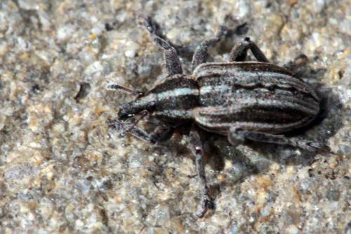Hypera arator