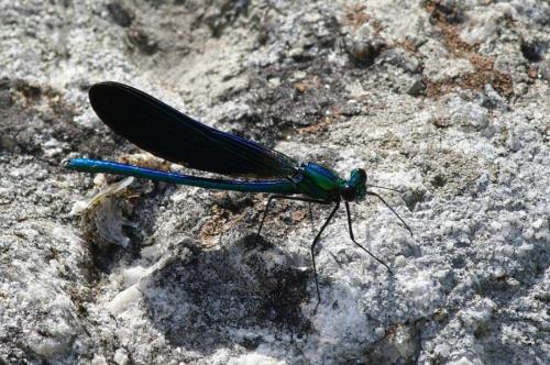 Calopteryx virgo