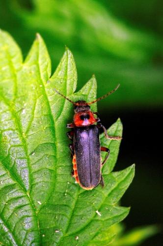 Réf. 98 400 : Cantharis rustica