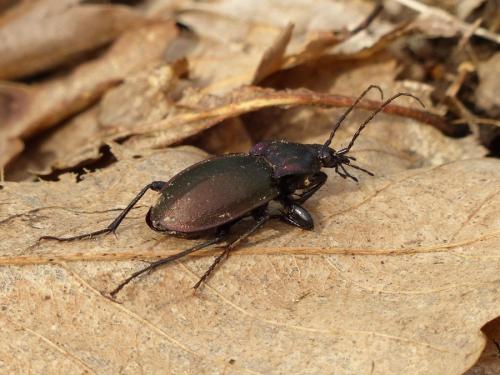 Carabus nemoralis