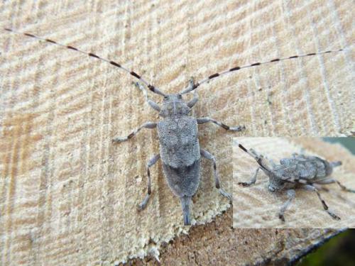 Réf. 98 646 : Acanthocinus aedilis