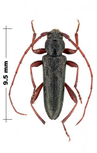 Turanium sp.