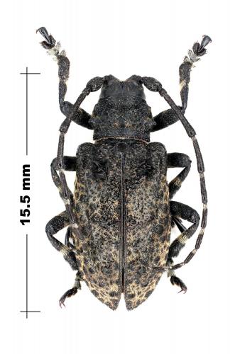 Moechotypa diphysis