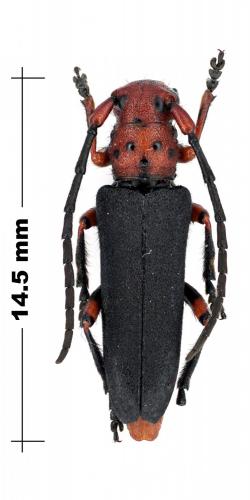 Musaria puncticollis